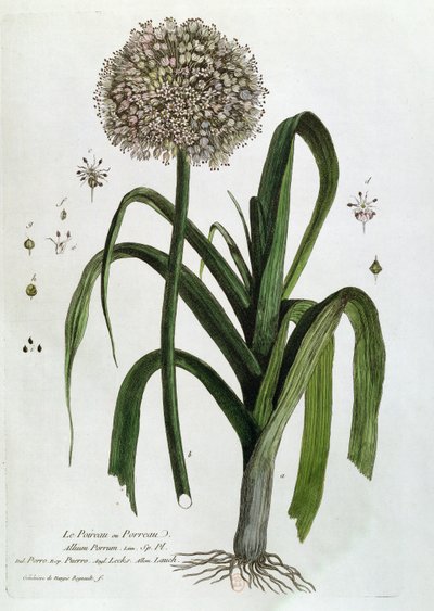 Der Lauch, aus 